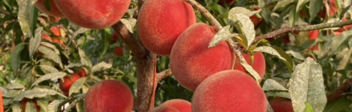 Conservation Connections: An introduction to NRCS & FSA resources and programs