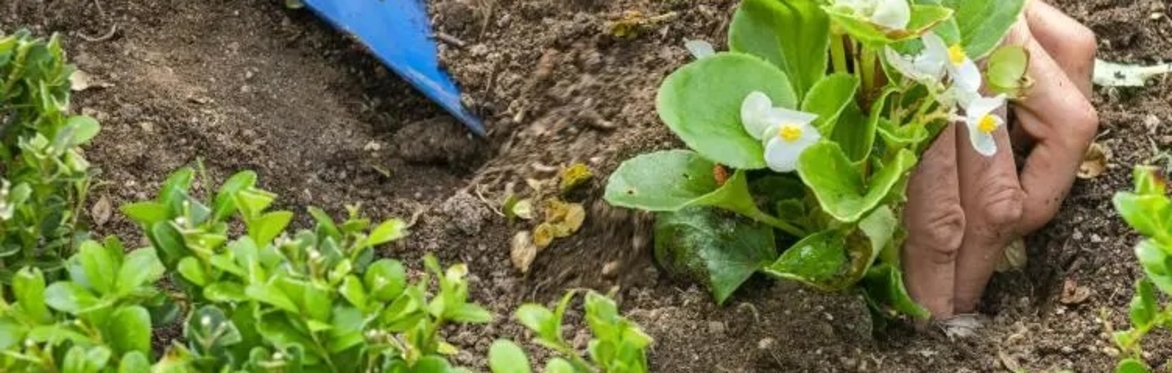 Les Ateliers Jardins - le greffage, repartez avec votre agrume !