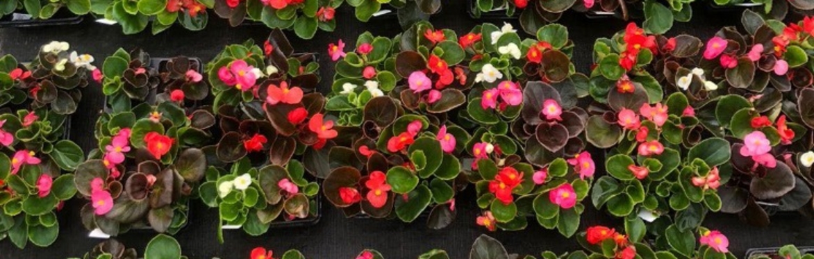 Join us at our April Hanging Basket Classes! – April Hanging Basket ...