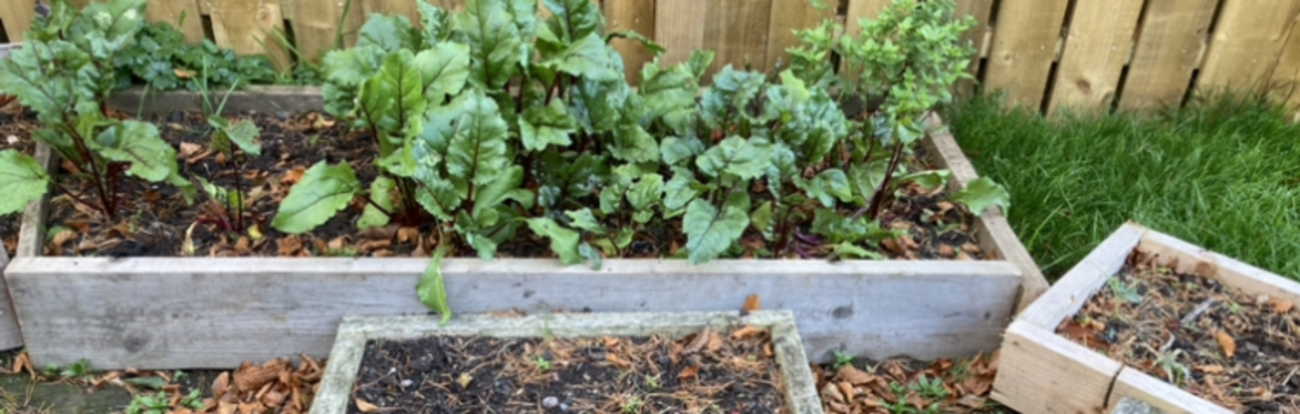 Growing Food at Home - Morning group