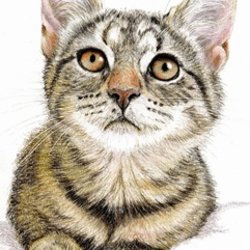 Tabby kitten coloured pencil portrait with Karen Coulson