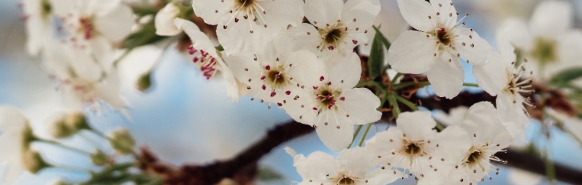 7 Lesson Mindfulness Course Online