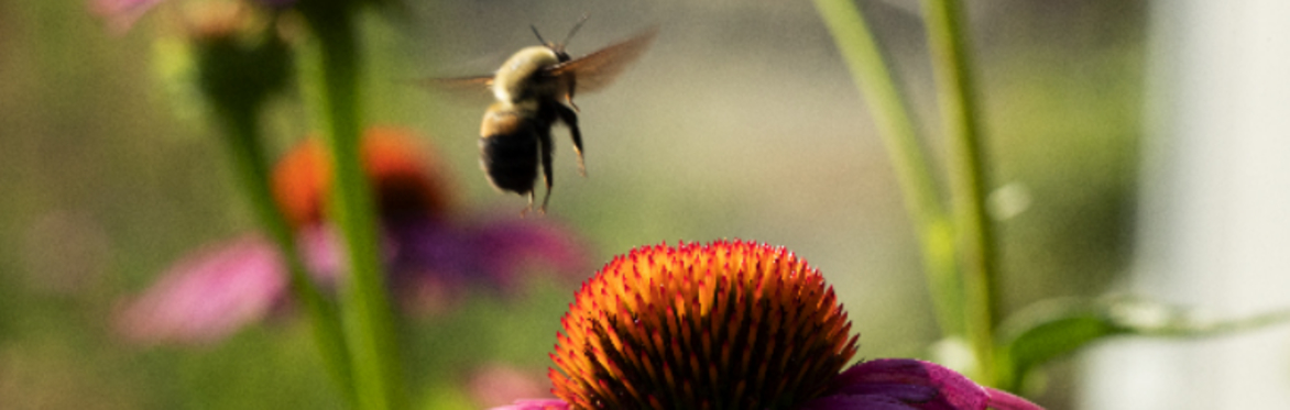 Buzzing a Decentralized Murmur