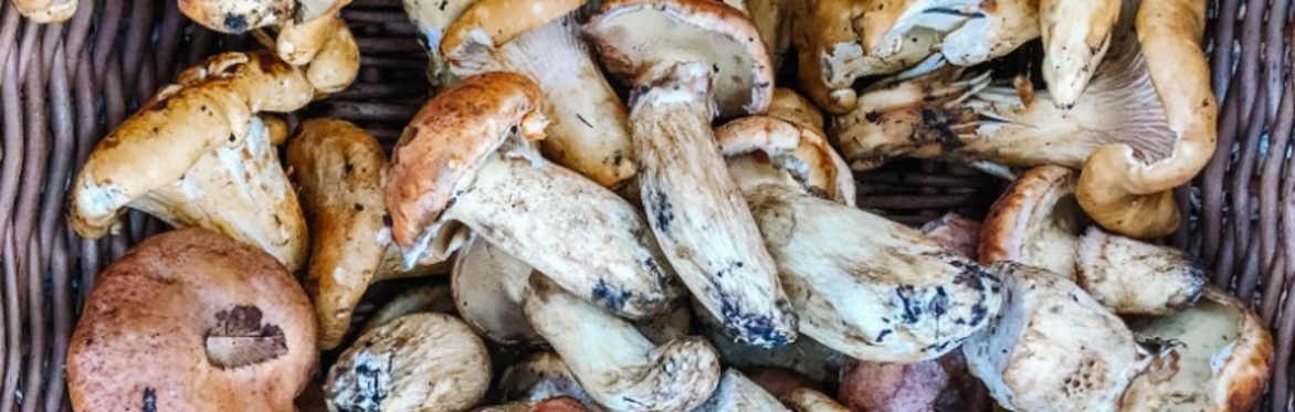 🍄‍🟫🍄(NORTH) Fall Hike + Foray + Foraging Class +Bonus Bag Of Mushrooms 🍄‍🟫🍄