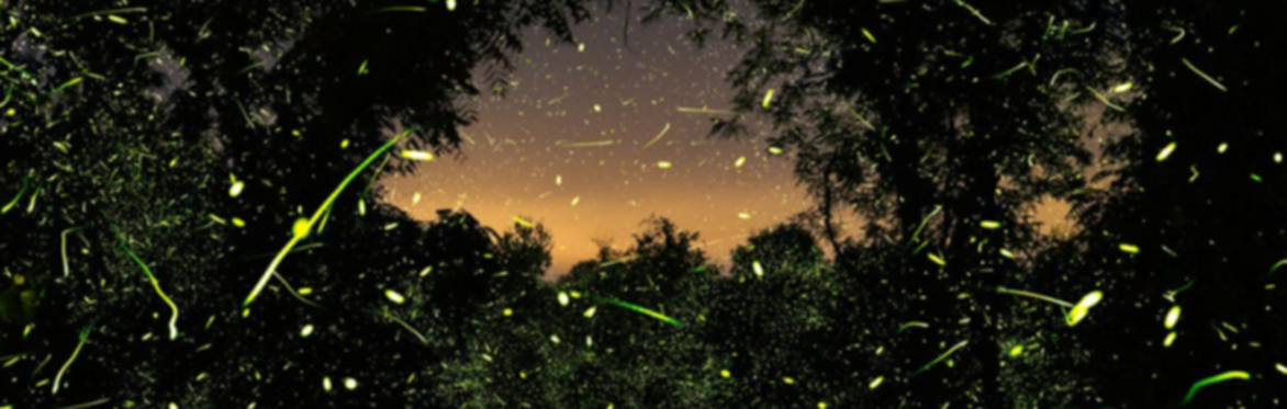 Into the Dark Film Screening and Firefly Walk with Pete Mauney and Fiona Otway