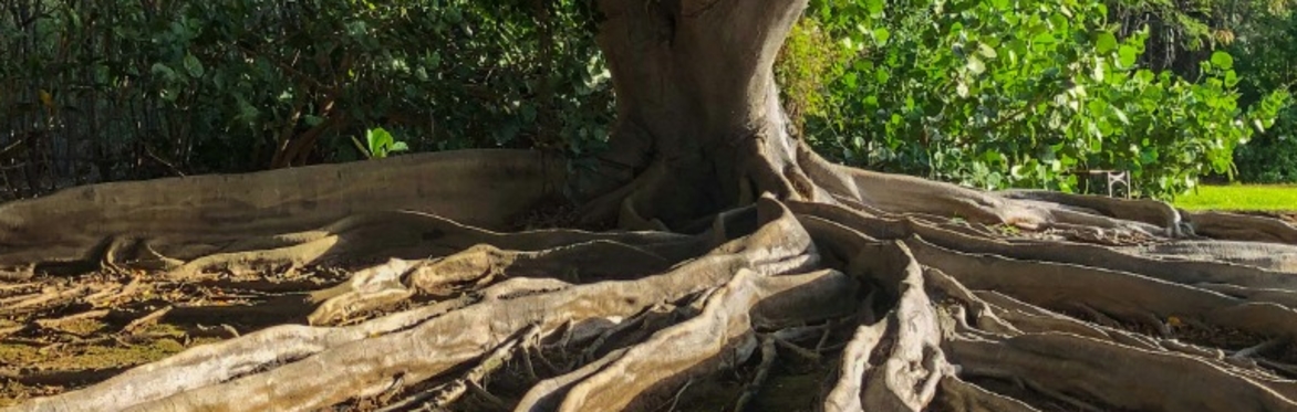 a tree with above ground roots