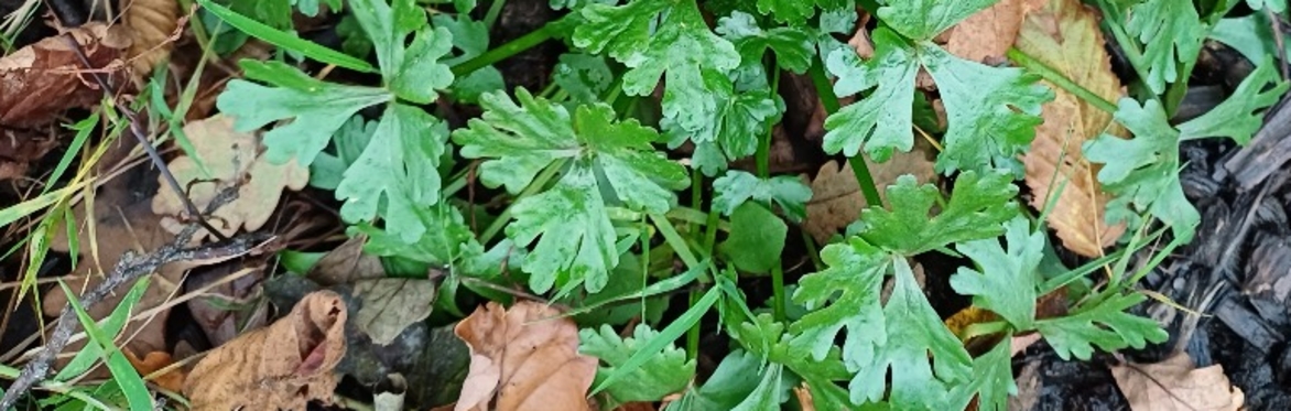 Plant leaves