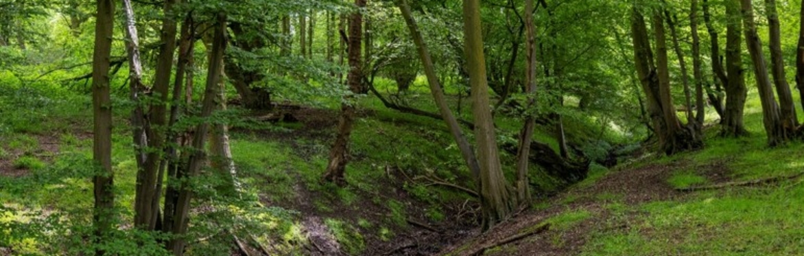 A forest scene with a stream running through it.