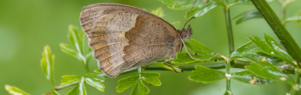 Bees, Butterflies and Beyond: Insect ID Walk at Bath City Farm [Festival Of Nature]