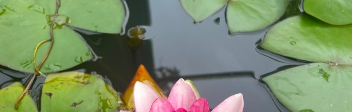 💐The Sound of Flowers 2026 (May, June & July)