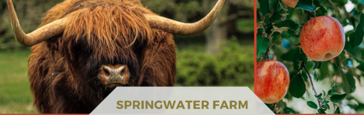 Apple Day at Springwater Farm. A fun & engaging day out for all ages including farm tours, highland cow meet & greet, apple pressing and so much more