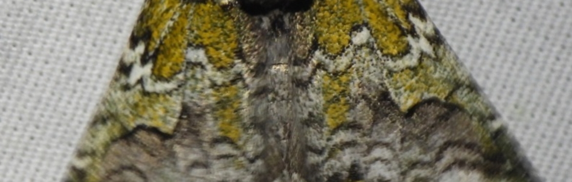 Explore the Dark - Mothing at Tandy Hills Natural Area