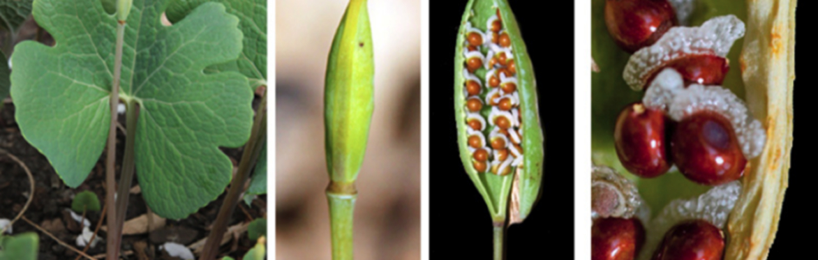 Native Plant Propagation Program - Seed Forecasting and Collection Walk