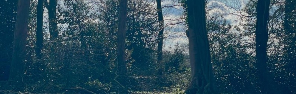Wild Song: singing and community in wild woodlands