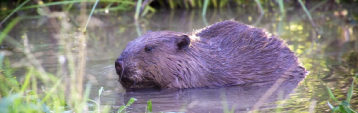 A picture of a beaver