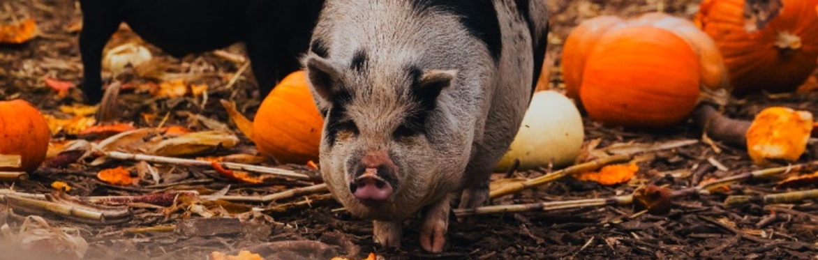 Halloween Farm Fun Day: A School's-Out Adventure!