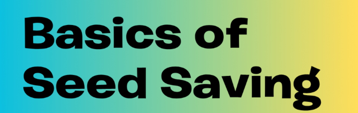 Basics of Seed Saving