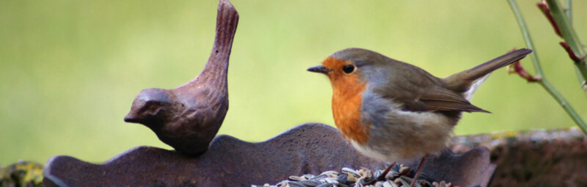 Bird Watching at Central Park Allotments