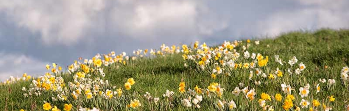 Spring equinox forest bathing