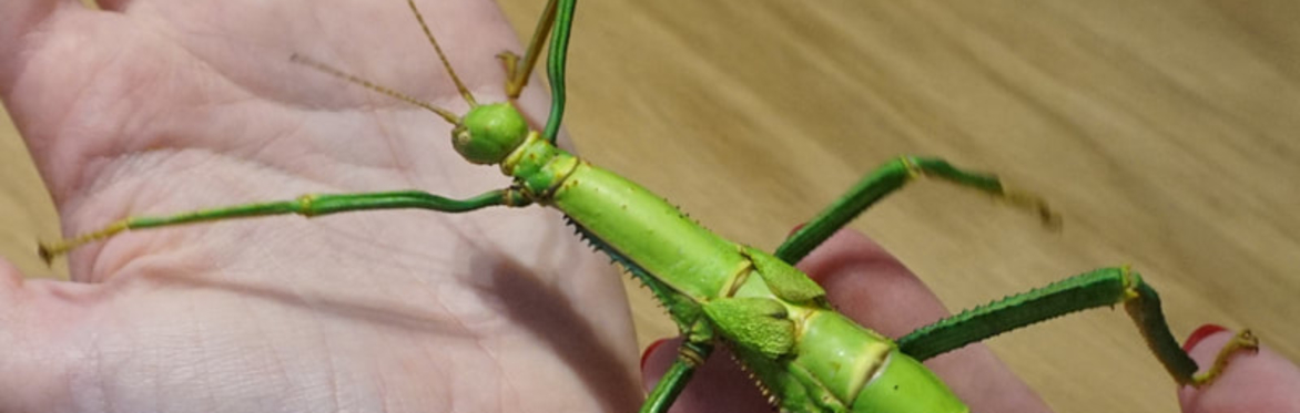 Frazoo: Meet the Invertebrates (Handling Session)