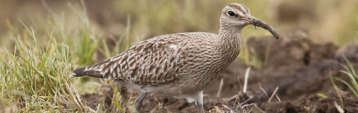 Whimbrel Walk