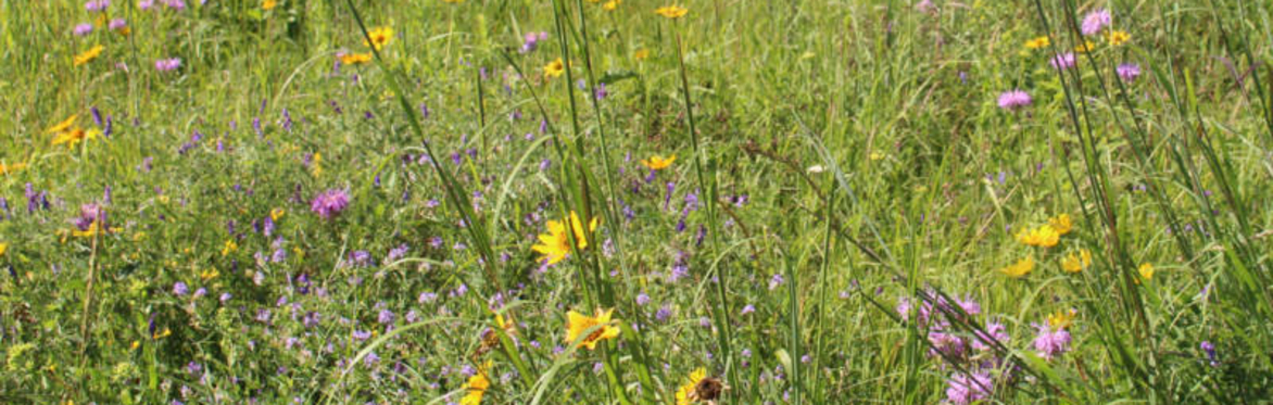 Prairie Seekers - Spring 2024