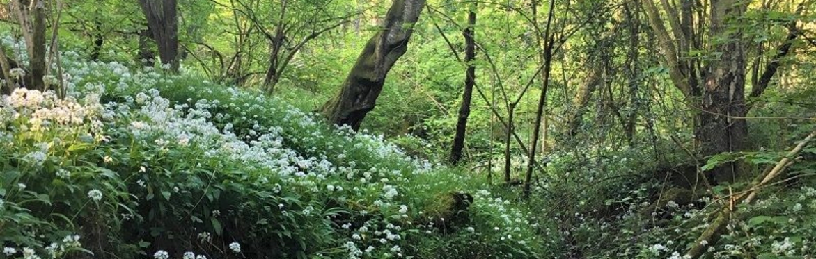 Worcestershire Spring Wild Food Foraging Course/Walk