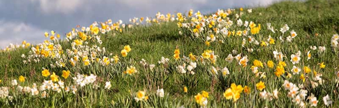 Wellbeing in nature for unpaid carers