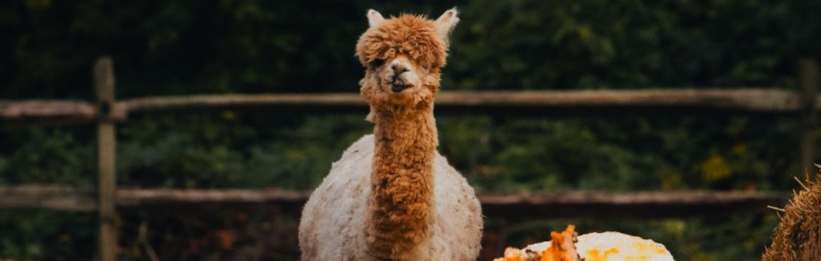 Friendsgiving Farm Day: Gratitude, Animals & Autumn Fun!