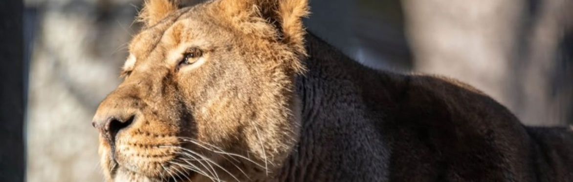 Early Access Tours: Lions and Love