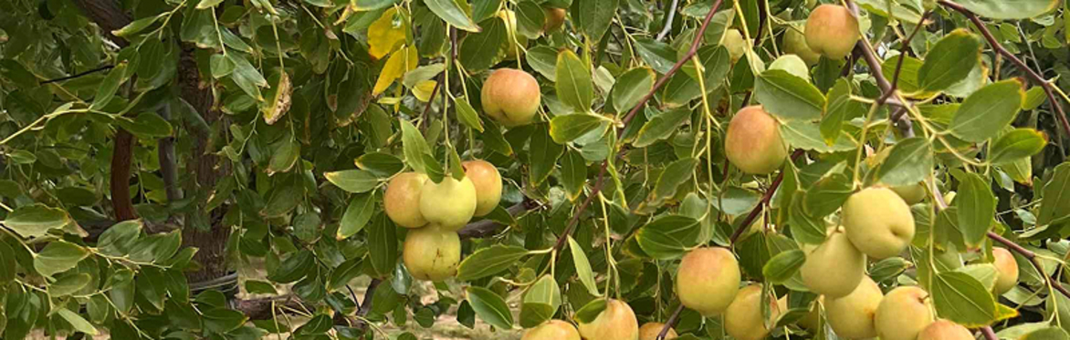 Jujube on Tree