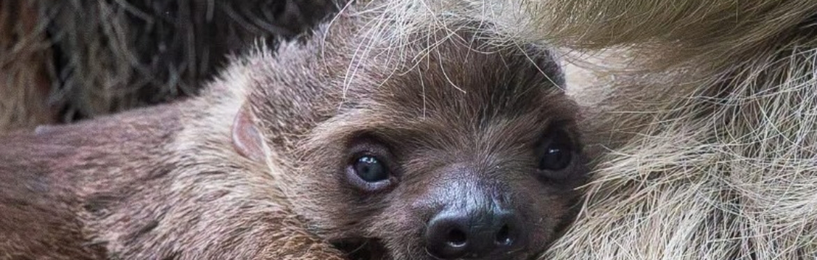 Early Access Tours: Sloths and Friends