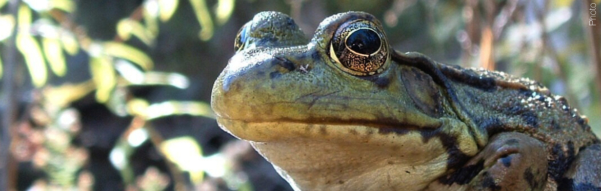 Reptile and Amphibian Conservation in Hamilton: a Guided Hike at McMaster Forest Nature Preserve