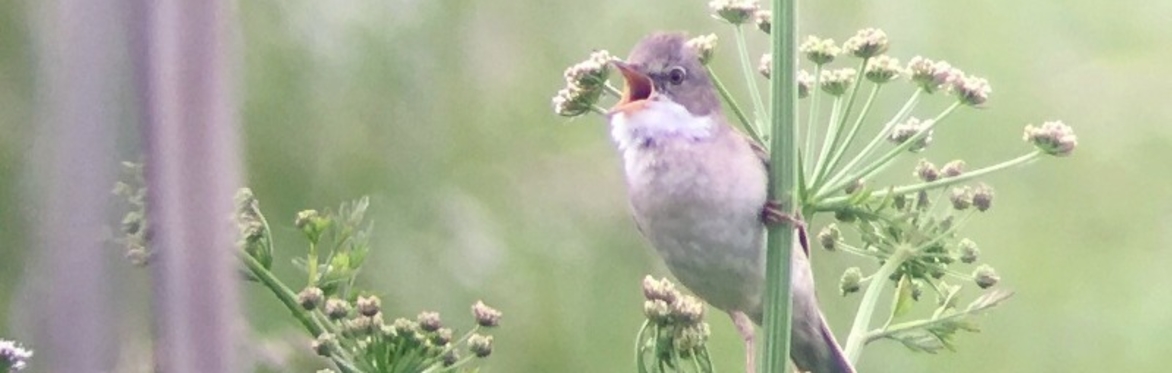 Dawn Chorus Walk