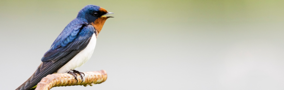 Swallow and Bat Walk