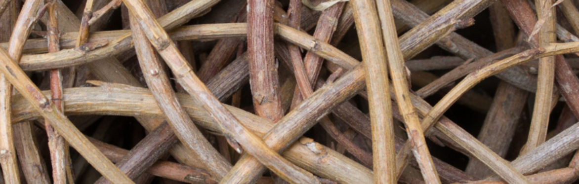 Nature-based sessions for women: Willow weaving