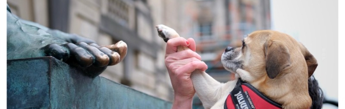 a dog touching the toe of a bronze statue, a picture explained on the free walking tour of edinburgh