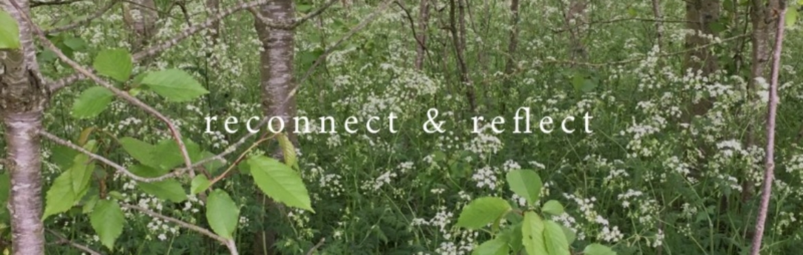 Young lush woodland with cherry trees, hawthorn and cow parsley