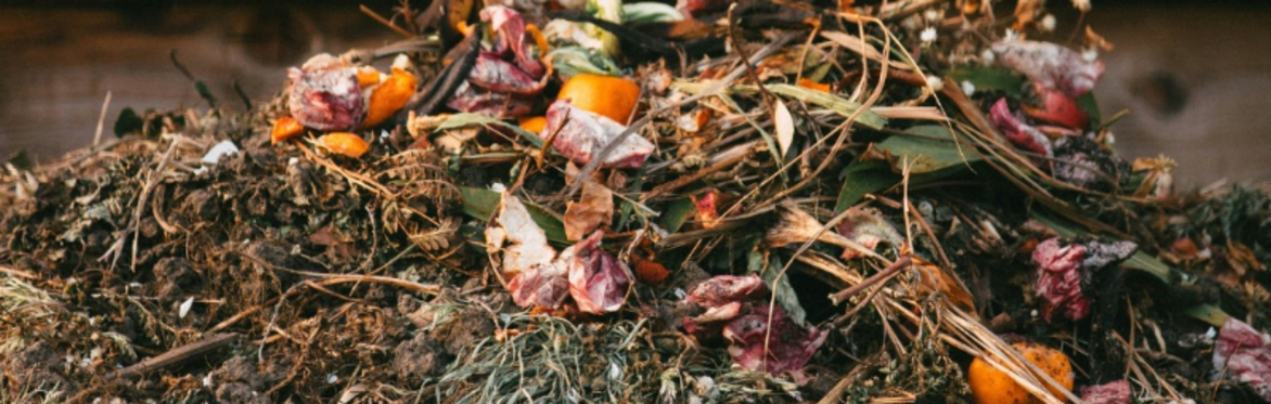 Dr Compost's Q&A at Killerton