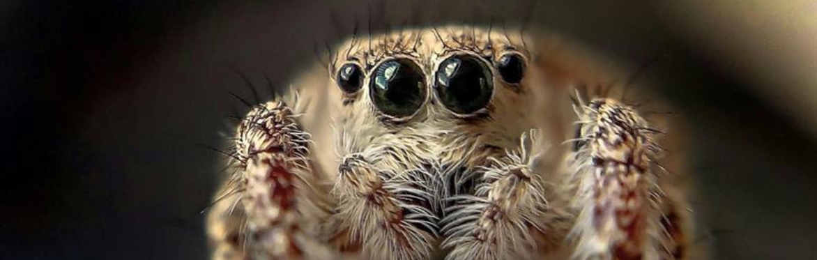 Sensing the World - An Animal's Perspective