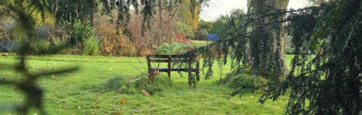 A garden bench seen through tree branches in the distance