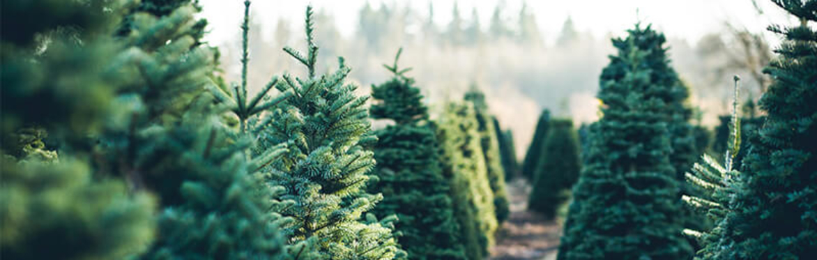 Christmas Tree Pre-Order Sale - 2025 Fielding PTFA