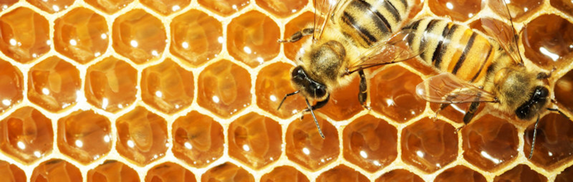 Matlock Storytelling Cafe presents: TELL IT TO THE BEES by Pyn Stockman and Kate Luxmoore