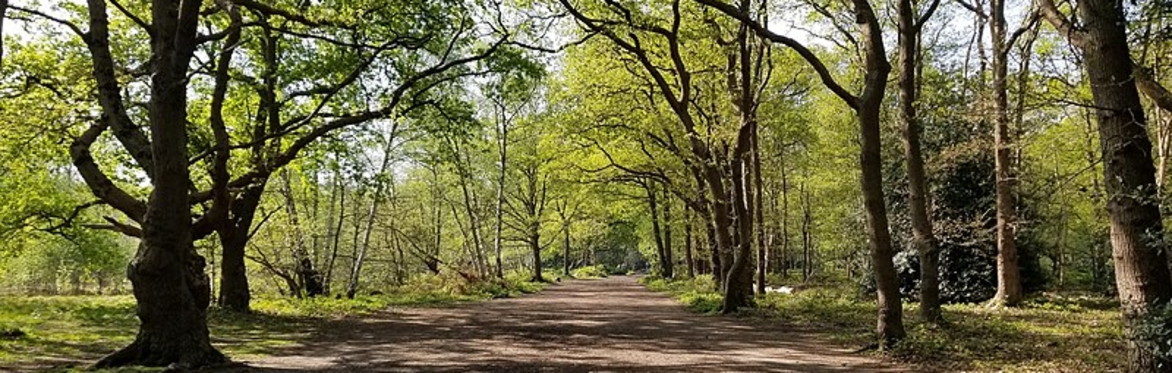 London Birdsong Academy Walkshop - Wimbledon Common