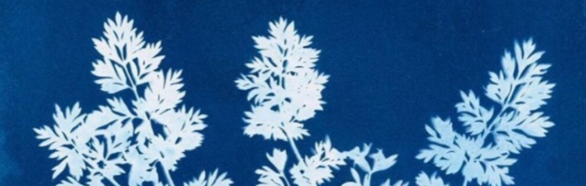 The Creative Arts Club: Art for All Cyanotypes – Working with Summer Light