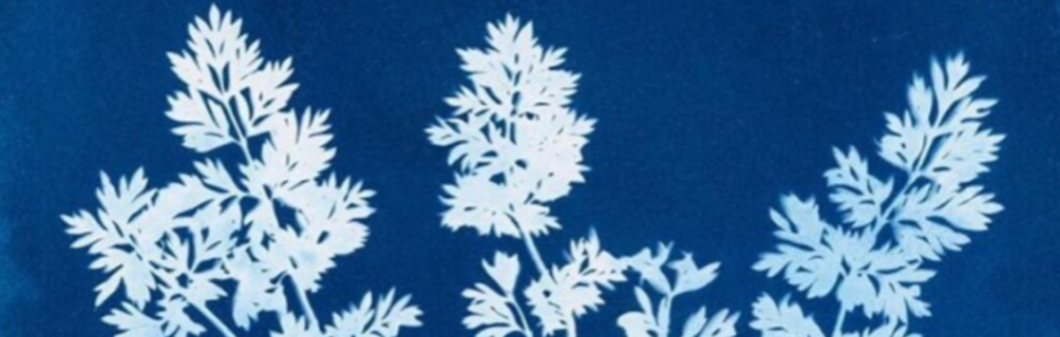 The Creative Arts Club: Art for All Cyanotypes – Working with Summer Light