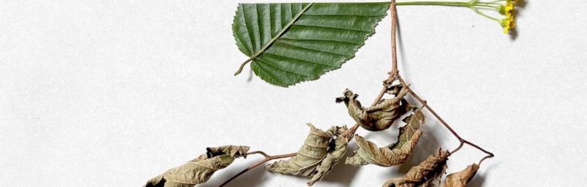 SEED
