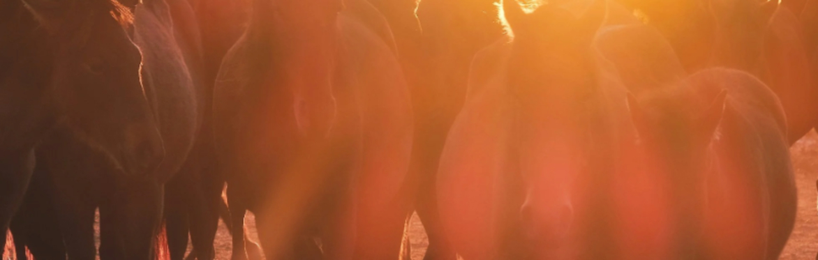 Firehorse - A women's retreat- Family Constellations with Horses