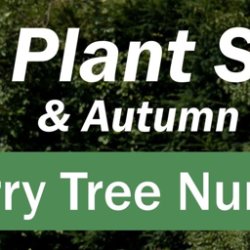 Plant Sale and Autumn Fayre - FREE ENTRY - NO BOOKING REQUIRED