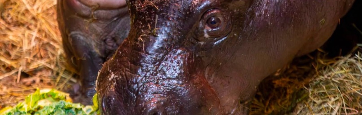 Tea and Talks: Hippos and Hogs